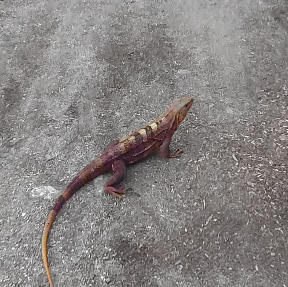 lizard on the beach