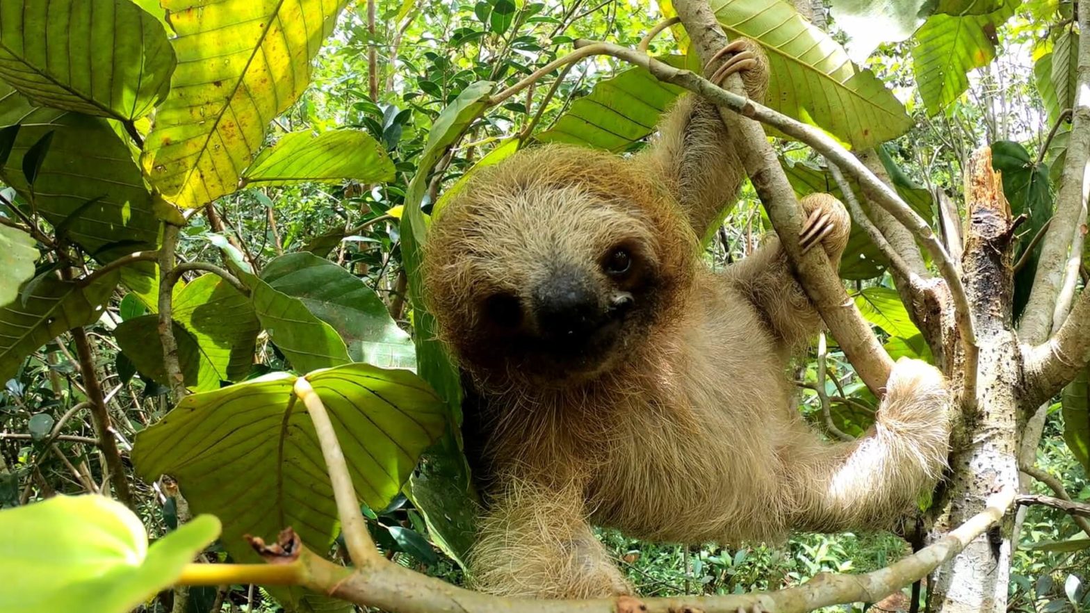 sloth reaching for camera