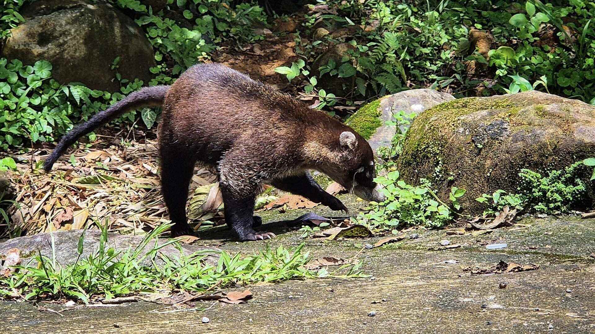 coatimundi animal in costa rica
