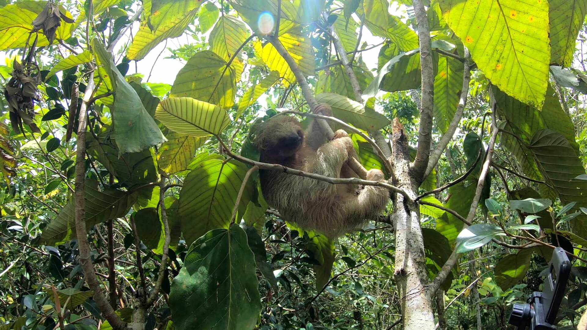 sloth in tree (1)